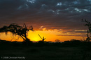 Sonnenuntergang im Amboseli