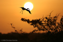 Landeanflug im Sonnenuntergang