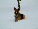 Aussie im Schnee