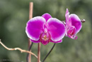 Orchidee